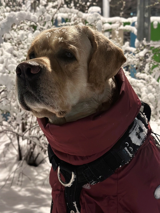 Фотография к отзыву от Алла. Товар: <a href='/catalog/product/zimniy-kombinezon-dog24/'>Зимний комбинезон'24</a>